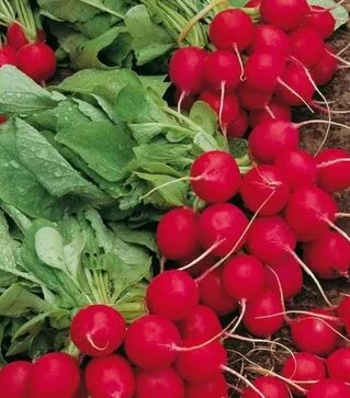 Семена редиса Селеста F1, 250 г (Vitalis)