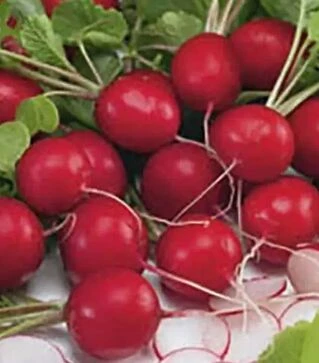 Семена редиса Сиеста F1, 5 кг (Nasko)