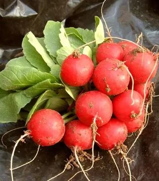 Семена редиса Селеста F1, 250 г (Enza Zaden)