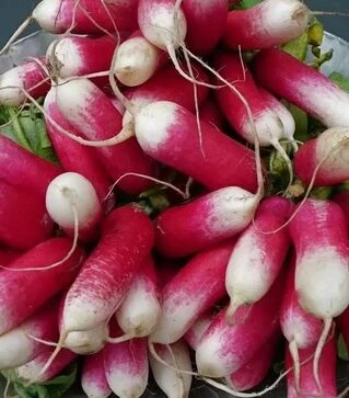 Насіння редису Славия, 250 г (Semo)