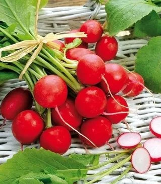 Насіння редису Сакса 2, 250 г (Semo)