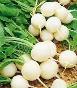 Насіння редису Витни, 1 кг (Moravoseed)