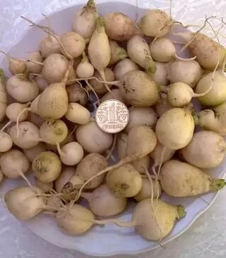 Насіння редису Витни, 1 кг (Moravoseed)