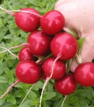 Семена редиса Теко, 250 г (Semo)