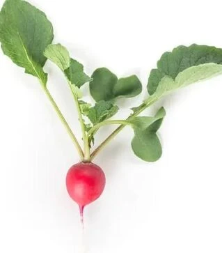 Семена редиса Валери F1, п.е. 25 тыс. семян, 2,75-3,0 калибр (Rijk Zwaan)