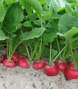 Семена редиса Стеллар F1, п.е. 10 тыс. семян (Syngenta)