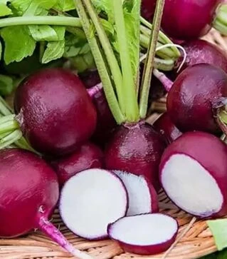 Насіння редису Виола, 1 кг (Moravoseed)