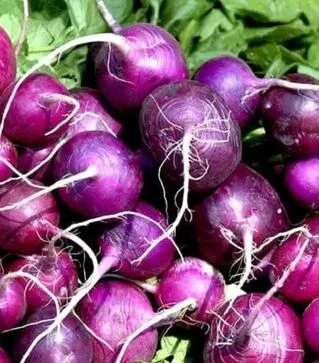 Насіння редису Виола, 1 кг (Moravoseed)