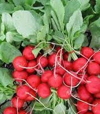 Семена редиса Лаурелла F1, п.е. 50 тыс. семян, 3,0-3,2 калибр (Hazera)