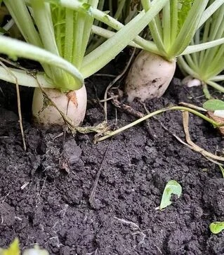 Семена редьки Сноубьорд F1, п.е. 10 тыс. семян (Sakata)