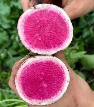 Семена редьки Мисато Роуз Флеш, п.е. 10 тыс. семян (Sakata)