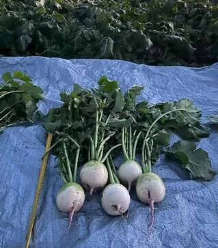 Семена редьки Мисато Роуз Флеш, п.е. 10 тыс. семян (Sakata)