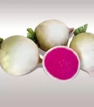 Насіння редьки КС 730 F1, 50 г (Kitano Seeds)