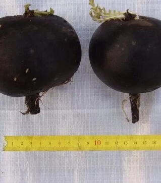 Насіння редьки Черная кулата, 250 г (Semo)