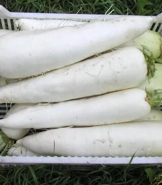 Насіння редьки Ярола F1, 100 г (Semo)