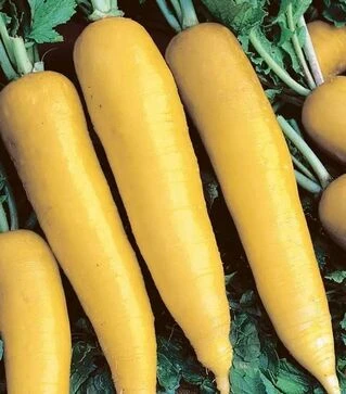 Семена редьки Лутеа, 250 г (Semo)