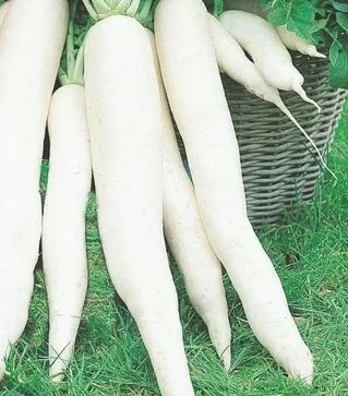 Семена редьки Япана F1, 50 г (Semo)