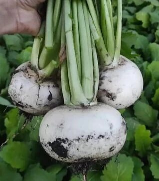 Насіння ріпи Токіо Топ F1, 100 г (Sakata)