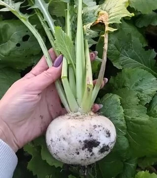 Насіння ріпи Токіо Топ F1, 100 г (Sakata)