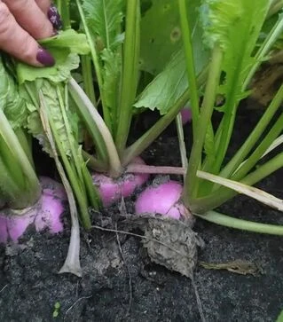 Насіння ріпи Світбелл F1, п.о. 50 тис. насінин (Sakata)