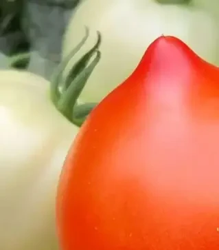 Семена томата Лагранж F1, п.е. 250 семян (Libra Seeds)