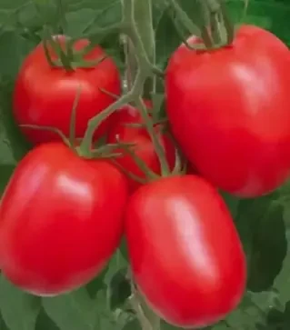 Семена томата Рио Гранде, 300 г (Semo)