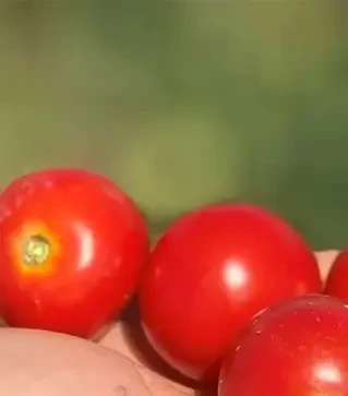 Семена томата Ламар F1, п.е. 1 тыс. семян (Libra Seeds)