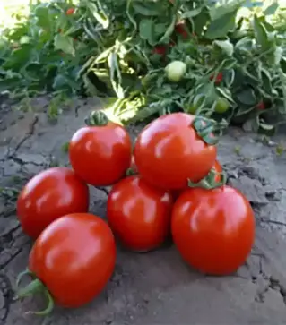 Насіння томату Асвон F1, п.о. 10 тис. насінин (Kitano Seeds)