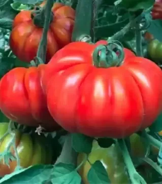 Насіння томату Марсалато F1, п.о. 250 насінин (Enza Zaden)