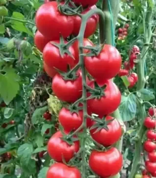 Семена томата Сакура F1, п.е. 250 семян (Vitalis)