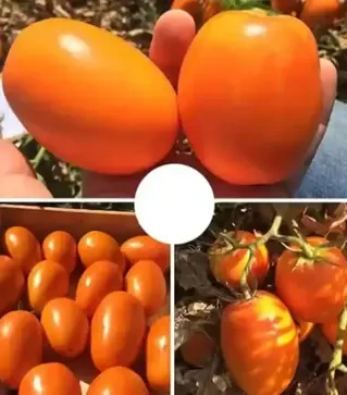 Насіння томату Оранж Плам F1, п.о. 500 насінин (Spark Seeds)