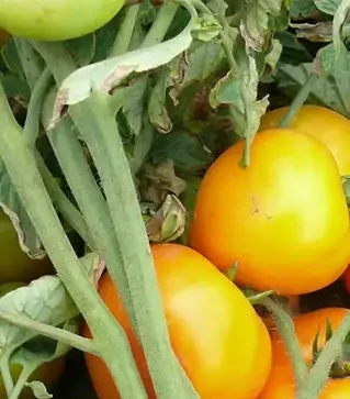 Насіння томату Світ Сан F1, п.о. 500 насінин (Spark Seeds)