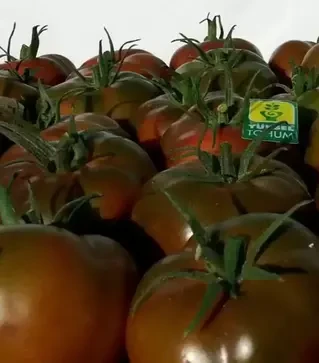 Насіння томату Сашер F1, п.о. 100 насінин (Yuksel Tohum)