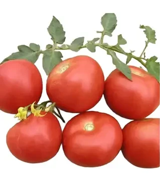 Насіння томату Парто F1, п.о. 500 насінин (Semo)