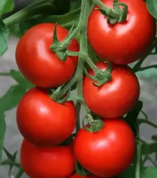 Насіння томату Типо F1, п.о. 500 насінин (Semo)