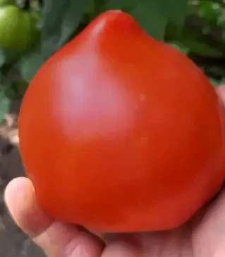 Семена томата Никса F1, п.е. 1 тыс. семян (Libra Seeds)