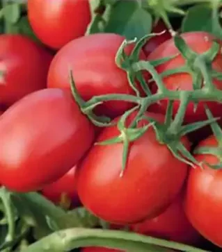 Насіння томату Суомі F1, п.о. 2,5 тис. насінин (Syngenta)