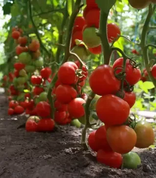 Насіння томату Тайлер F1, п.о. 500 насінин (Kitano Seeds)