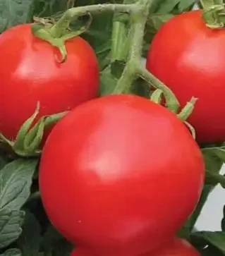 Насіння томату Кемпбел, 500 г (Коуел)