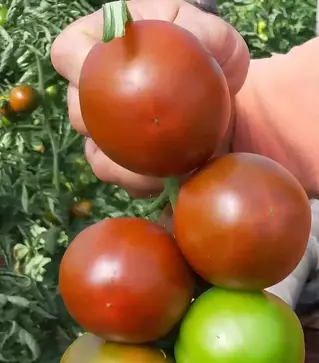 Семена томата Силиври F1, п.е. 250 семян (Libra Seeds)