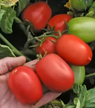 Семена томата Денар, 300 г (Semo)