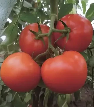 Насіння томату Матіссімо F1, п.о. 250 насінин (Seminis)