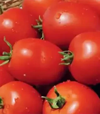 Семена томата Намиб F1, п.е. 1 тыс. семян (Syngenta)