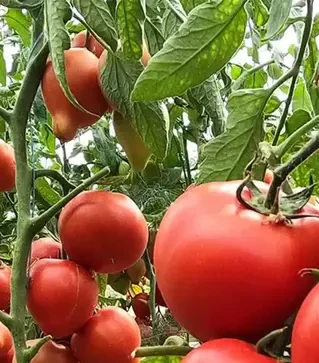 Семена томата Пеконет F1, п.е. 500 семян (Syngenta)