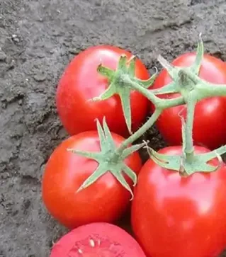 Семена томата Родион F1, п.е. 1 тыс. семян (Hazera)