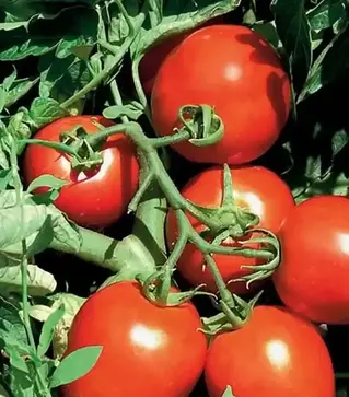 Насіння томату Сурія F1, п.о. 1 тис. насінин (Hazera)