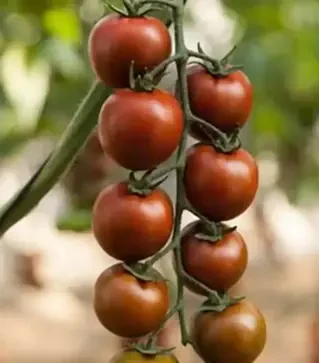 Насіння томату Тайгер F1, п.о. 100 насінин (Yuksel Tohum)