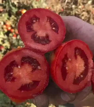 Семена томата 2123 F1, п.е. 5000 семян (Heinz)