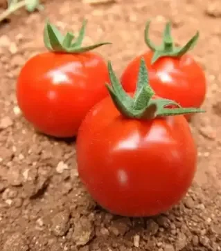 Семена томата Арома F1, п.е. 100 семян (Yuksel Tohum)