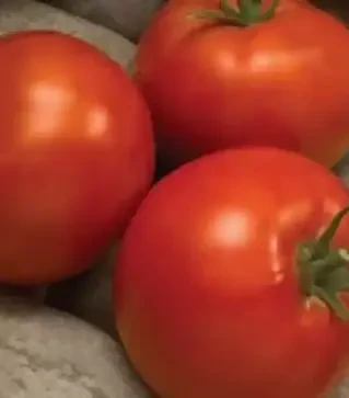 Семена томата Линда F1, п.е. 500 семян (Esasem)